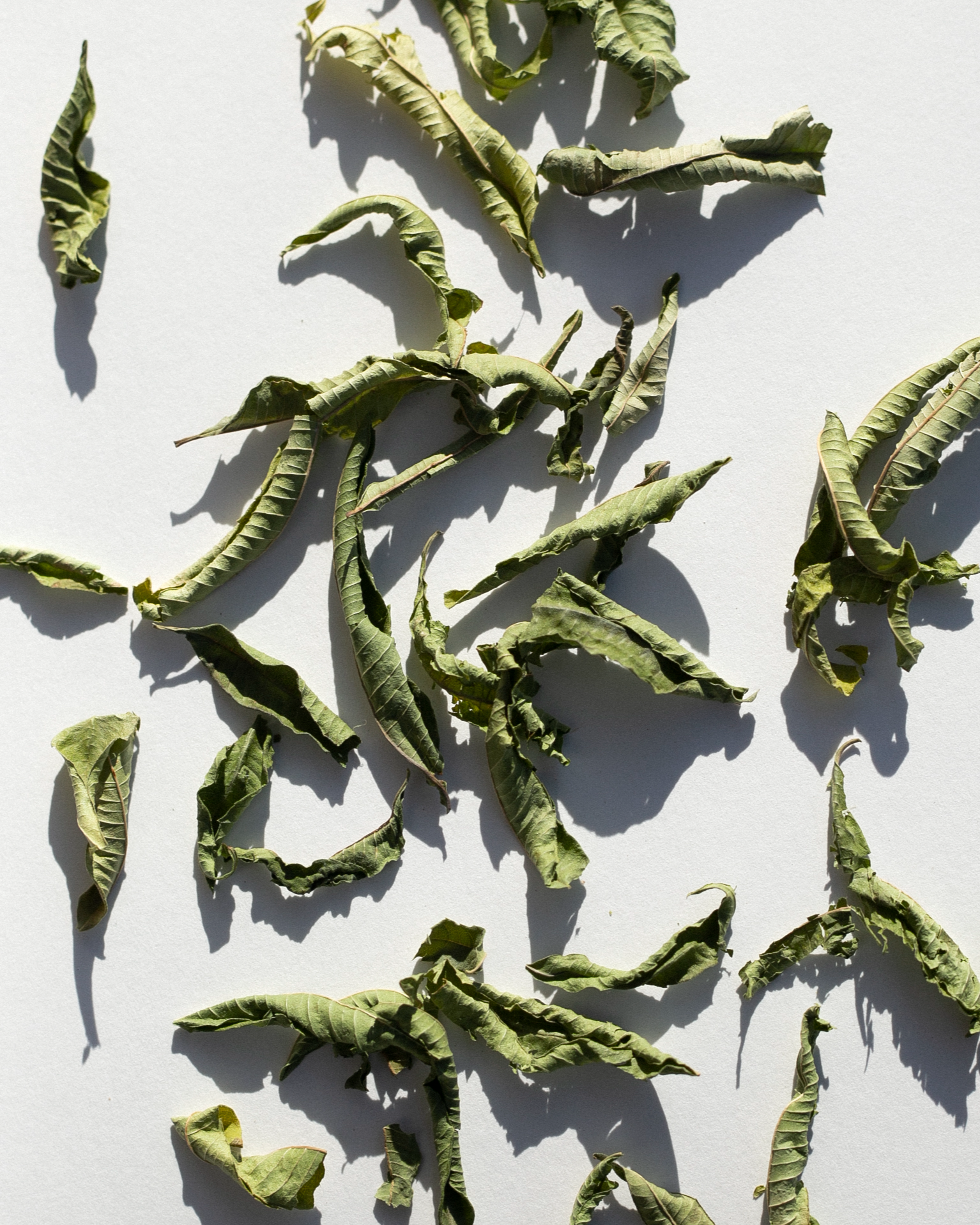 Lemon Verbena sachet